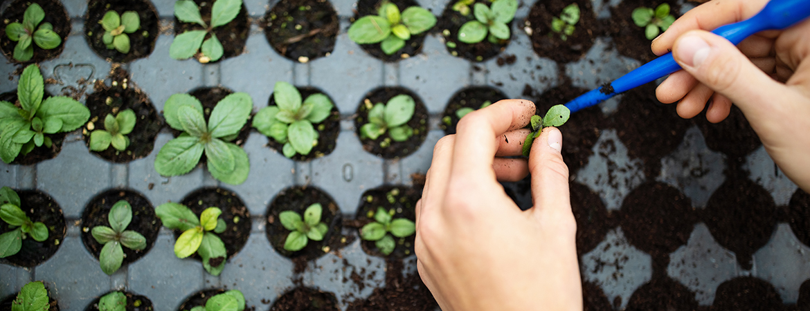 Person gardening